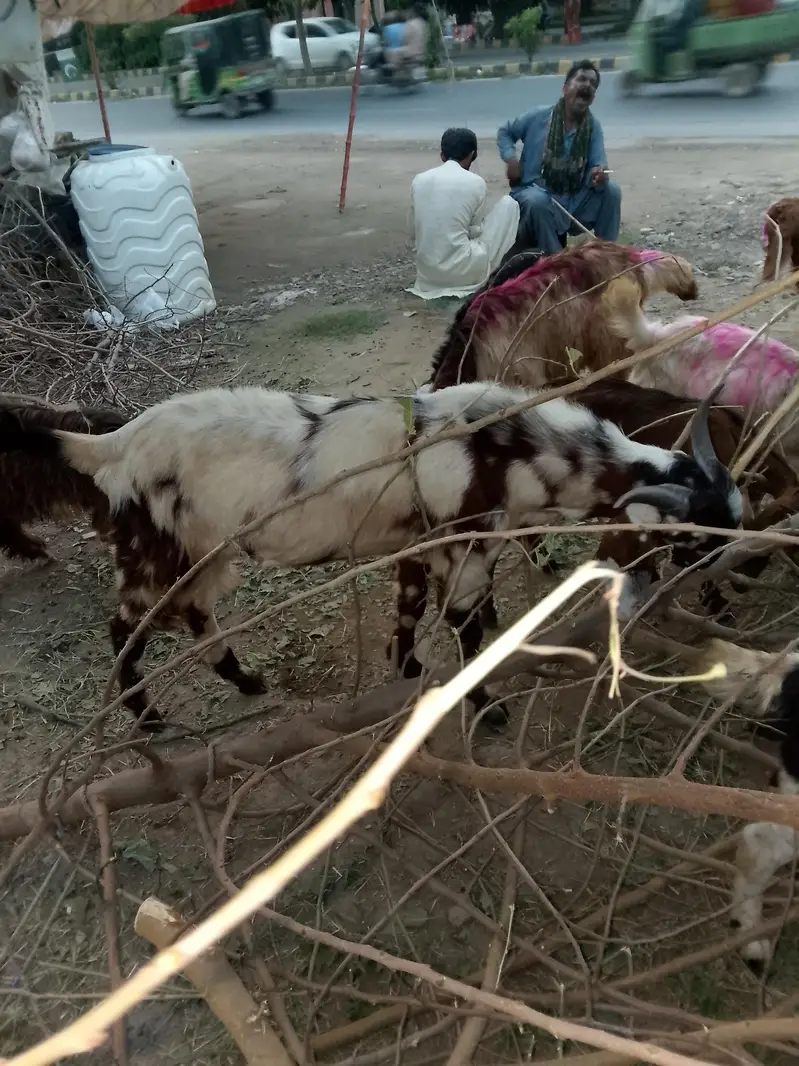 haqiqa qurbani sadqa Ghar me khany KY liye ya qurbani KY liye palto — photo 3