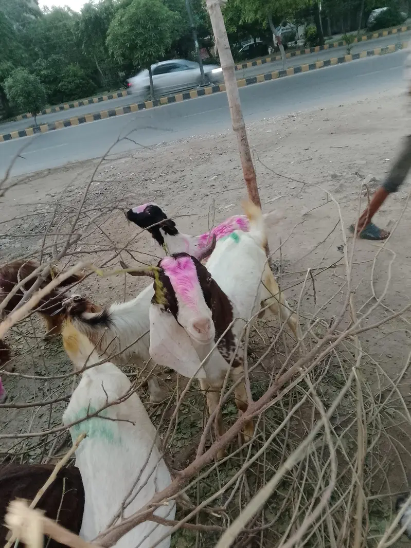 haqiqa qurbani sadqa Ghar me khany KY liye ya qurbani KY liye palto — photo 4