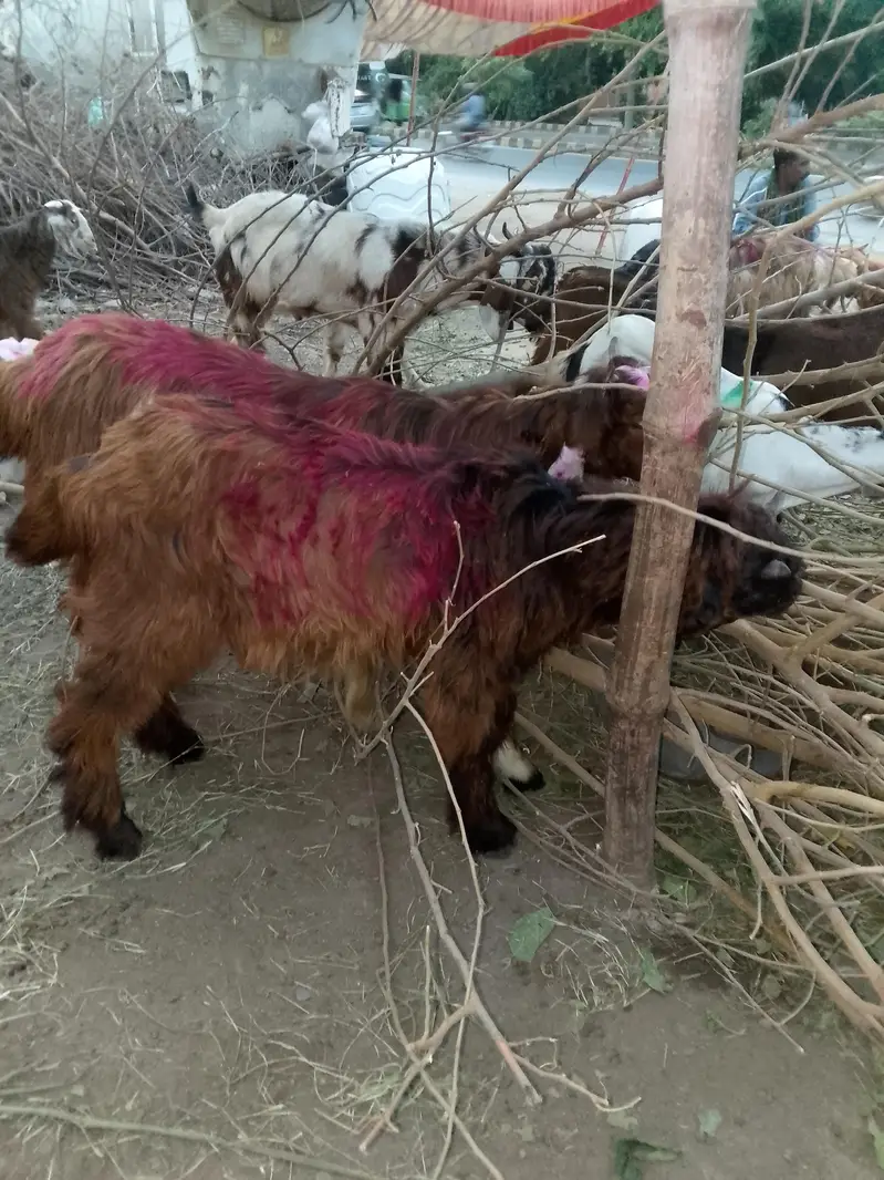 haqiqa qurbani sadqa Ghar me khany KY liye ya qurbani KY liye palto — photo 5