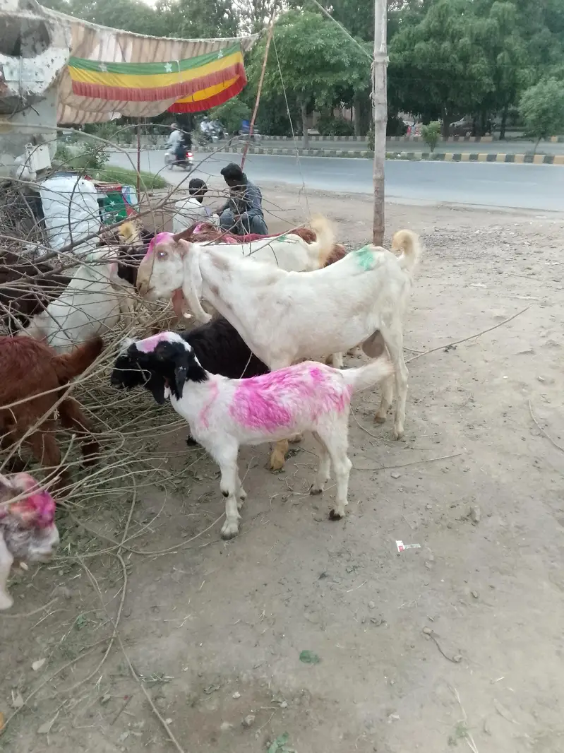 haqiqa qurbani sadqa Ghar me khany KY liye ya qurbani KY liye palto — photo 6