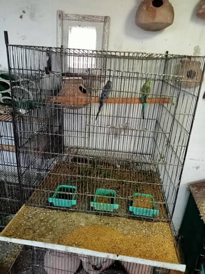 Birds Cages