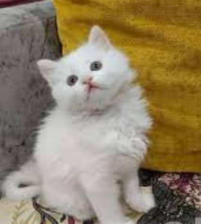 Triple coated punch face white colour Female kitten for urgent Sale