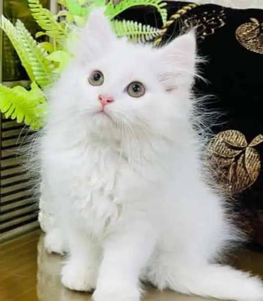 Triple coated punch face white colour Female kitten for urgent Sale — photo 2