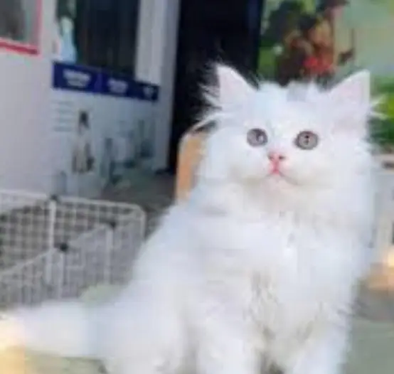 Triple coated punch face white colour Female kitten for urgent Sale — photo 3