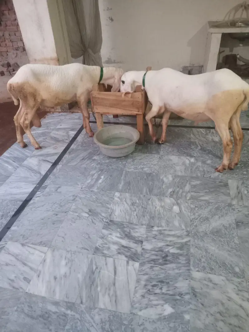 Desi kajle. — photo 3