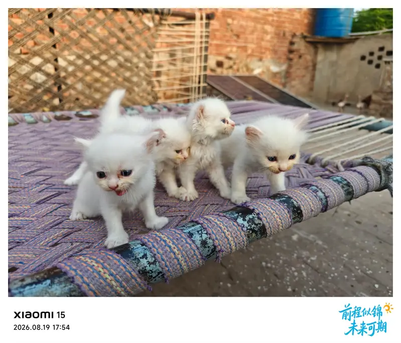 Sweet Kittens Pairs for Slae — photo 2