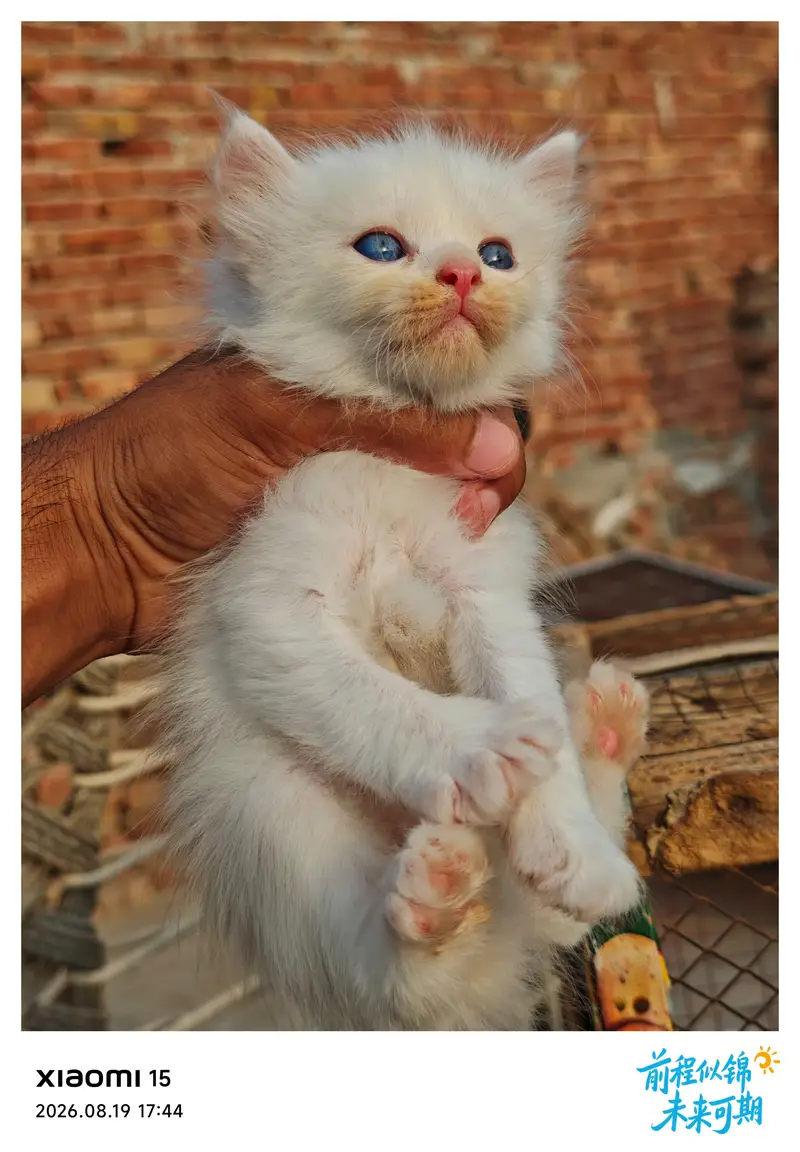 Sweet Kittens Pairs for Slae — photo 3