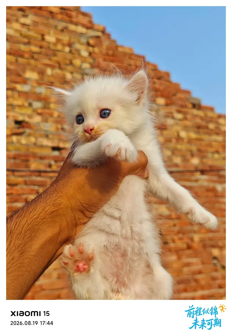 Sweet Kittens Pairs for Slae — photo 4