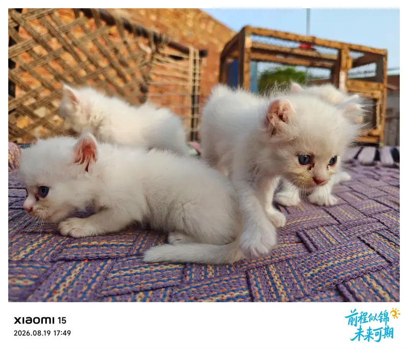 Sweet Kittens Pairs for Slae — photo 5