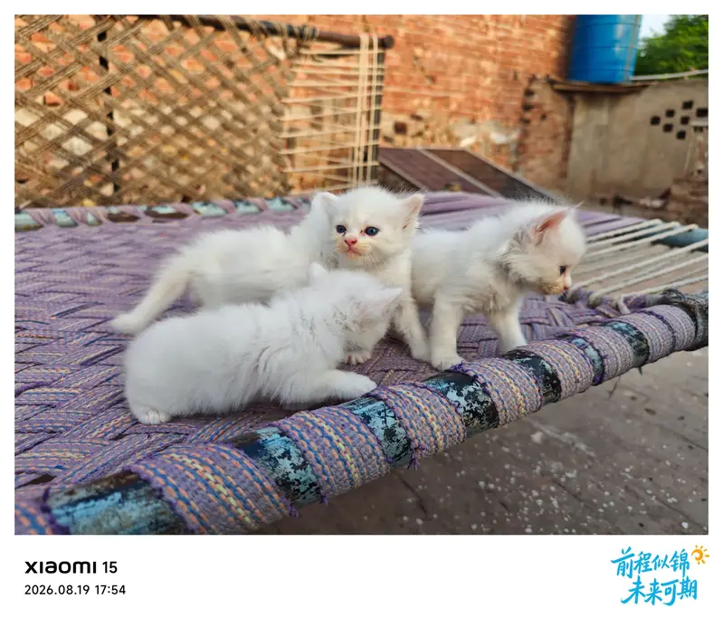 Sweet Kittens Pairs for Slae — photo 6