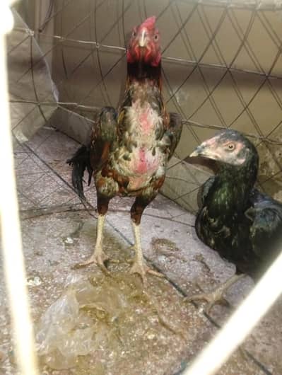 Aseel Breeder Pair for sale