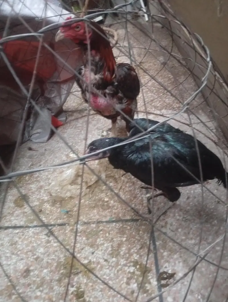 Aseel Breeder Pair for sale — photo 2