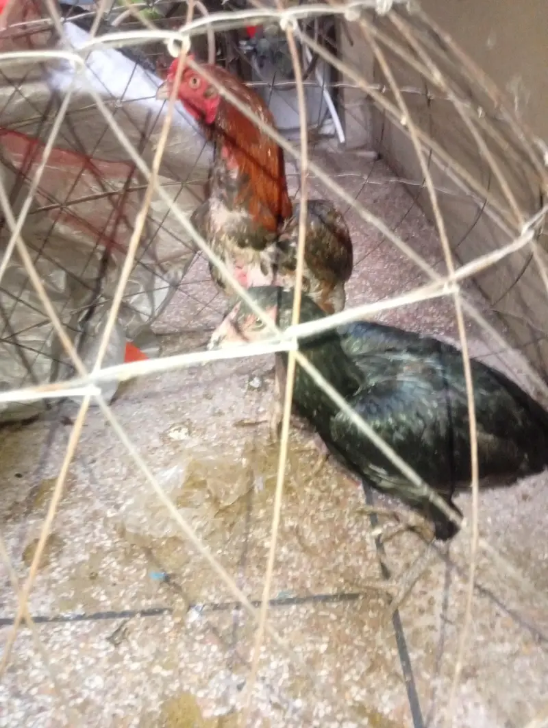 Aseel Breeder Pair for sale — photo 3
