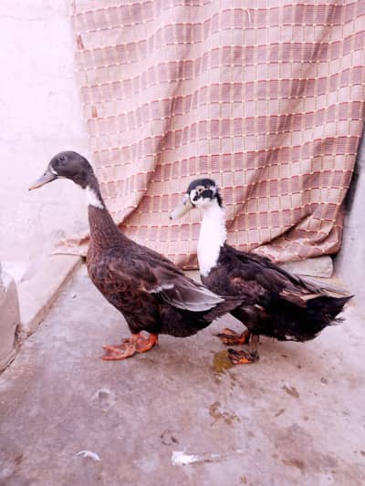 ducks pairs