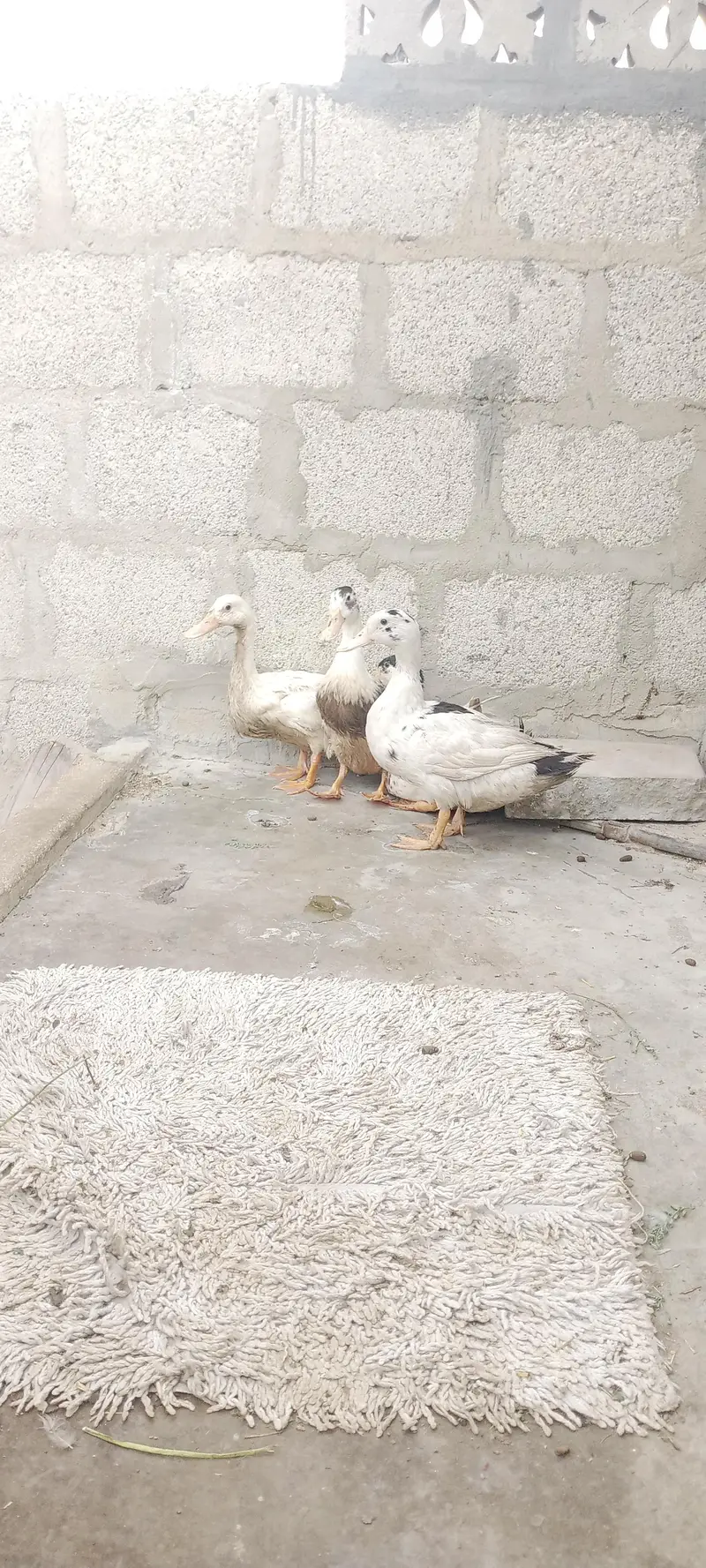 ducks pairs — photo 3