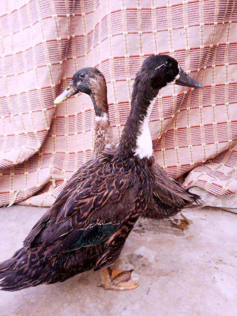 ducks pairs — photo 4