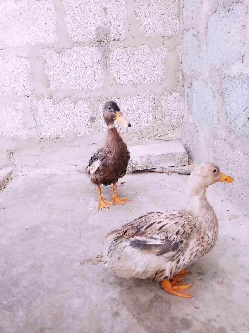 ducks pairs — photo 5