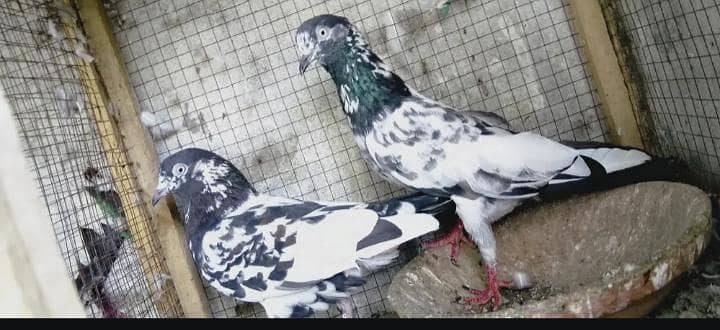 2 pair granted 0
