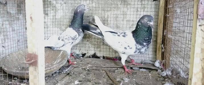 2 pair granted 1