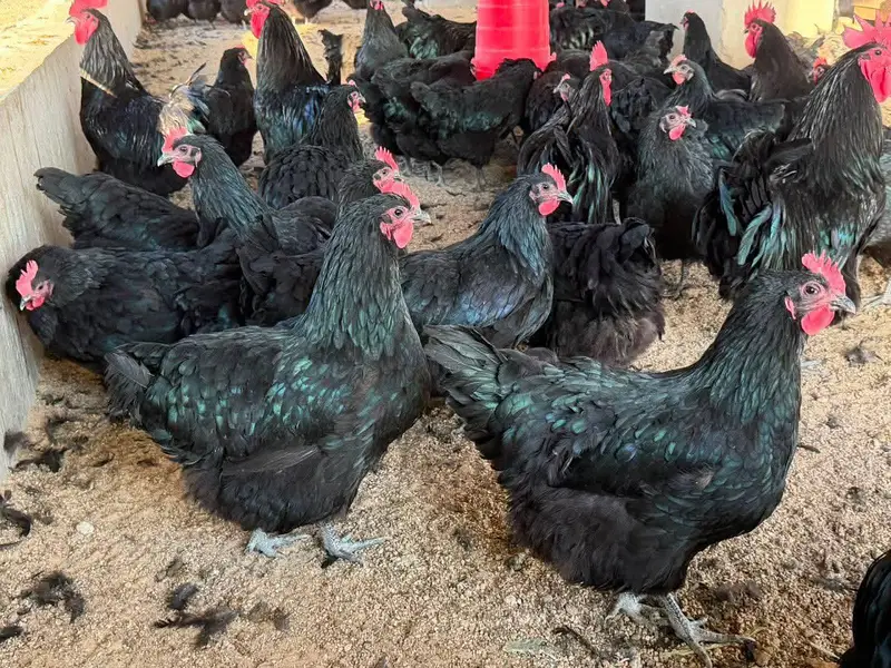 Pure black Australorp or rir cheeks 3 days k Available — photo 2