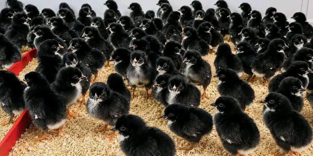 Pure black Australorp or rir cheeks 3 days k Available — photo 7