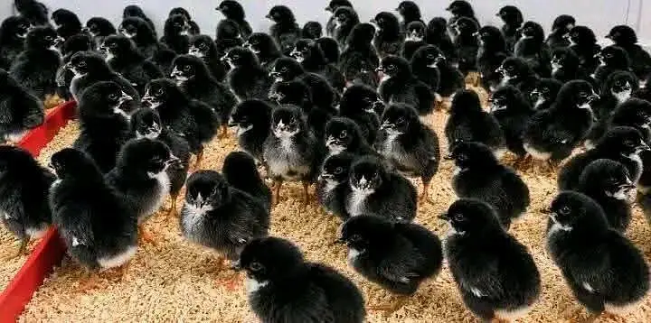 Pure black Australorp or rir cheeks 3 days k Available — photo 8