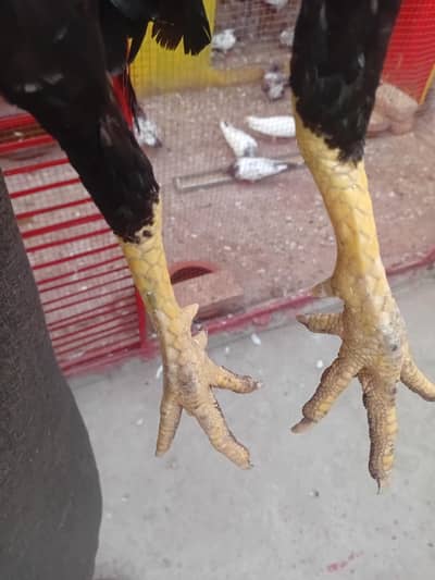 9 mah ka patha reza mia wali 03414114442