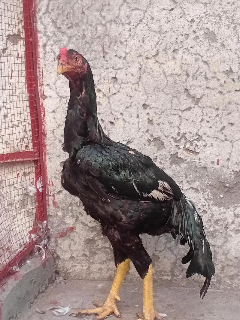 9 mah ka patha reza mia wali 03414114442 — photo 2