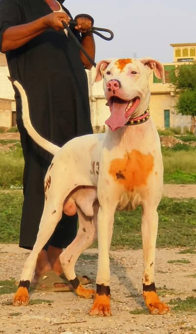 pure gultair male age 13 month