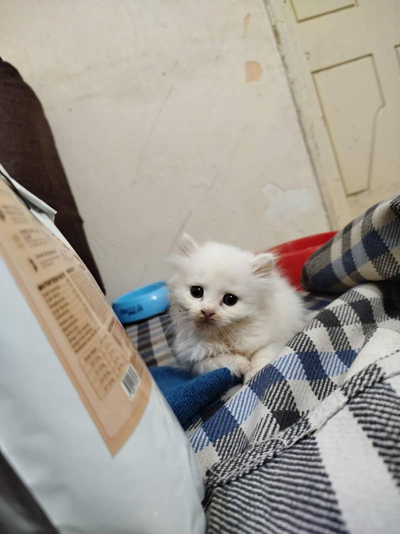 friendly kitten  0