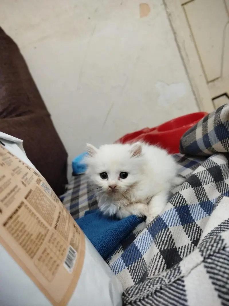 friendly kitten  — photo 2