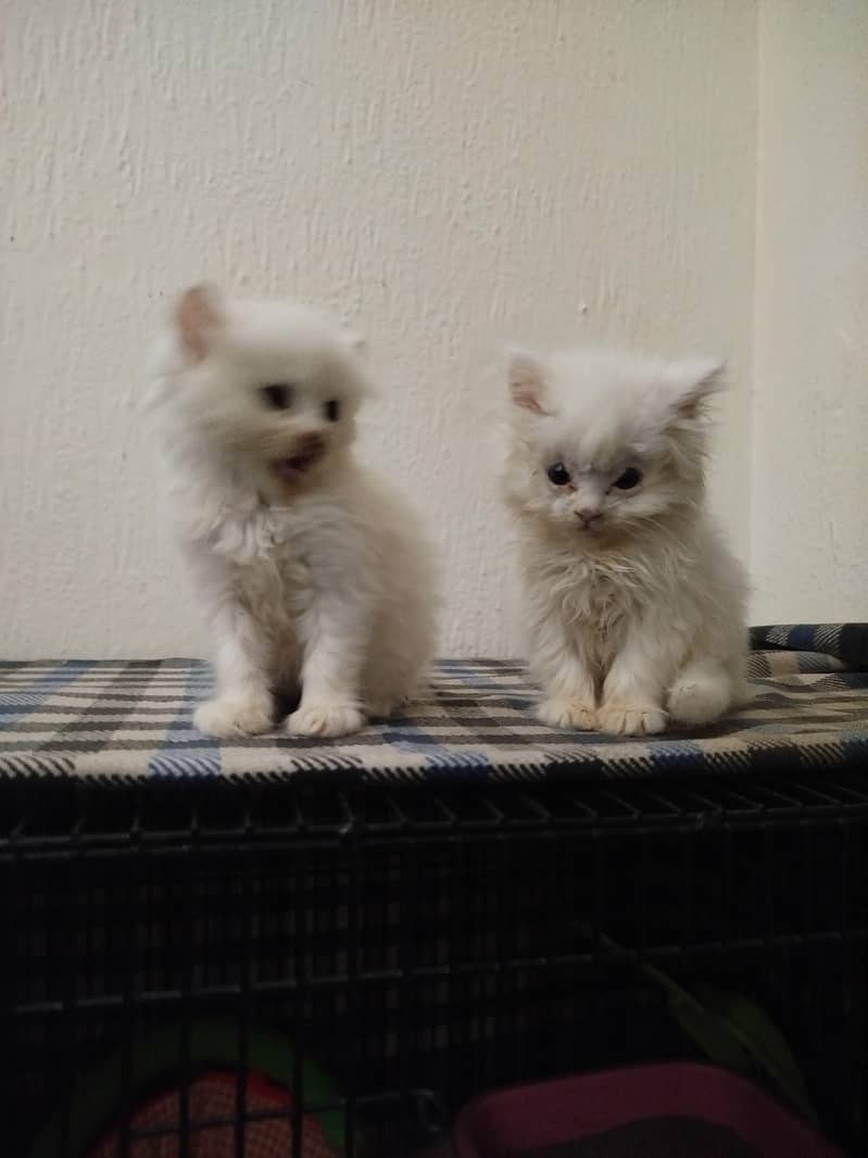 friendly kitten  2