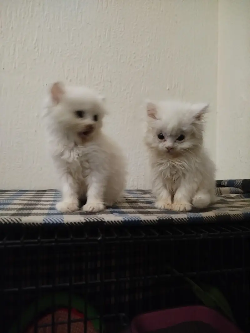 friendly kitten  — photo 3