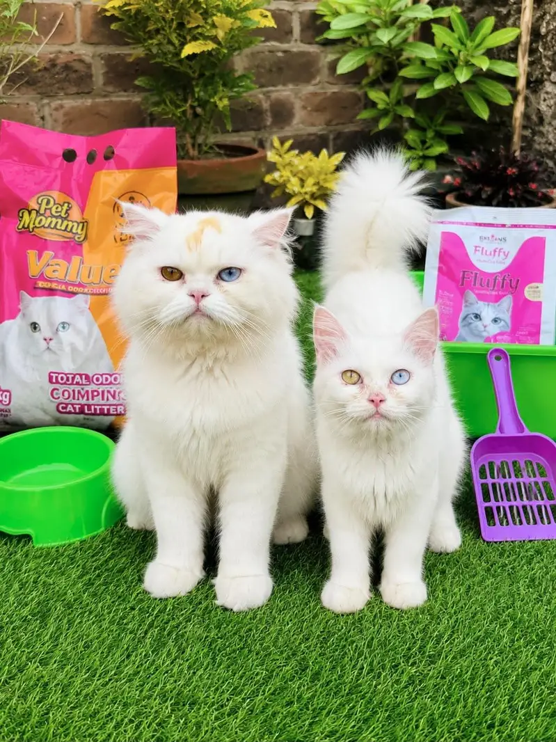 All Cats Kittens Aviable — photo 2