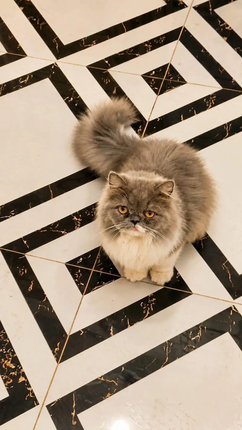 All Cats Kittens Aviable — photo 4