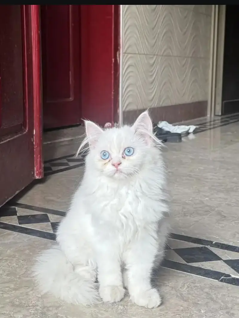 All Cats Kittens Aviable — photo 7