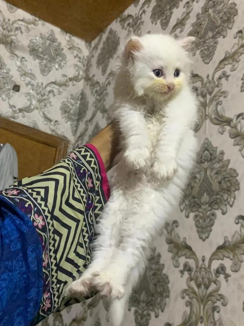 All Cats Kittens Aviable — photo 9
