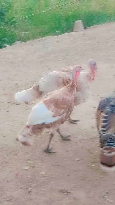 turkey male golden colour for sale in bahawalpur