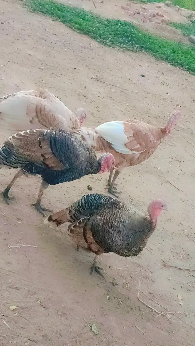 turkey male golden colour for sale in bahawalpur — photo 2