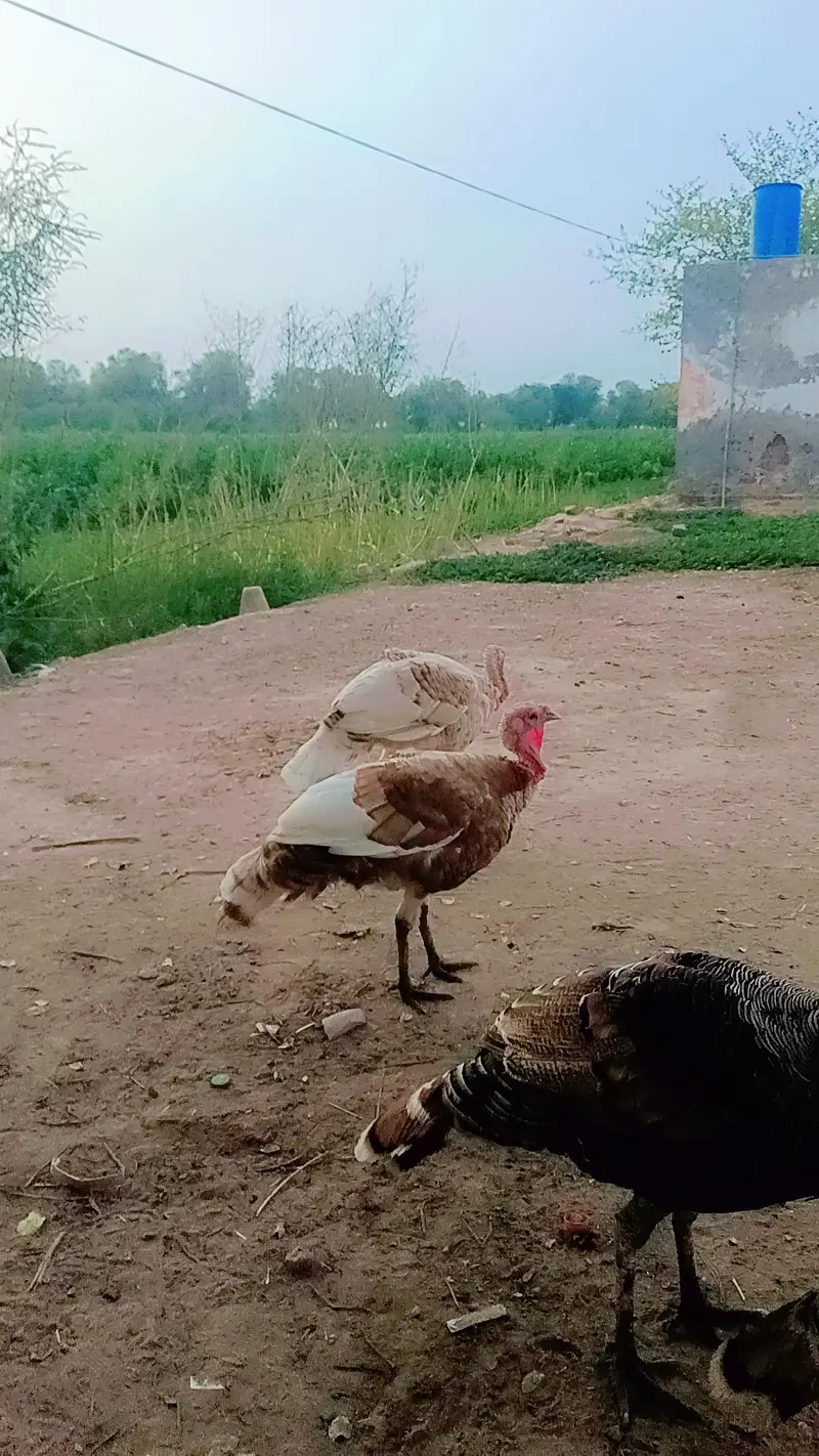 turkey male golden colour for sale in bahawalpur — photo 3