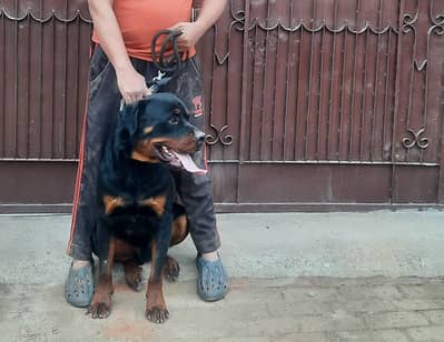  Rottweiler for Sale – Pure Pedigree 