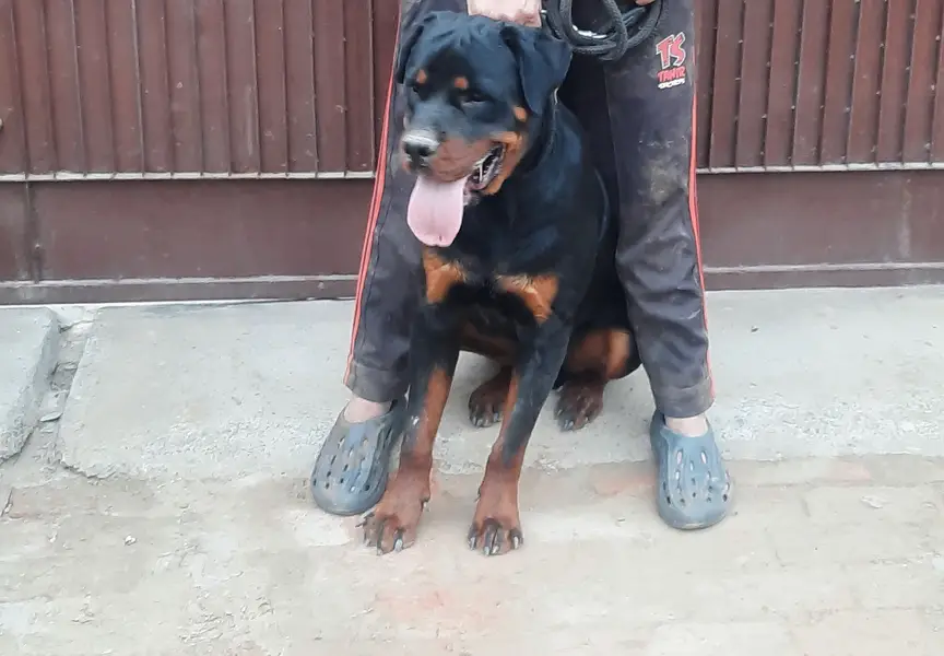  Rottweiler for Sale – Pure Pedigree  — photo 2