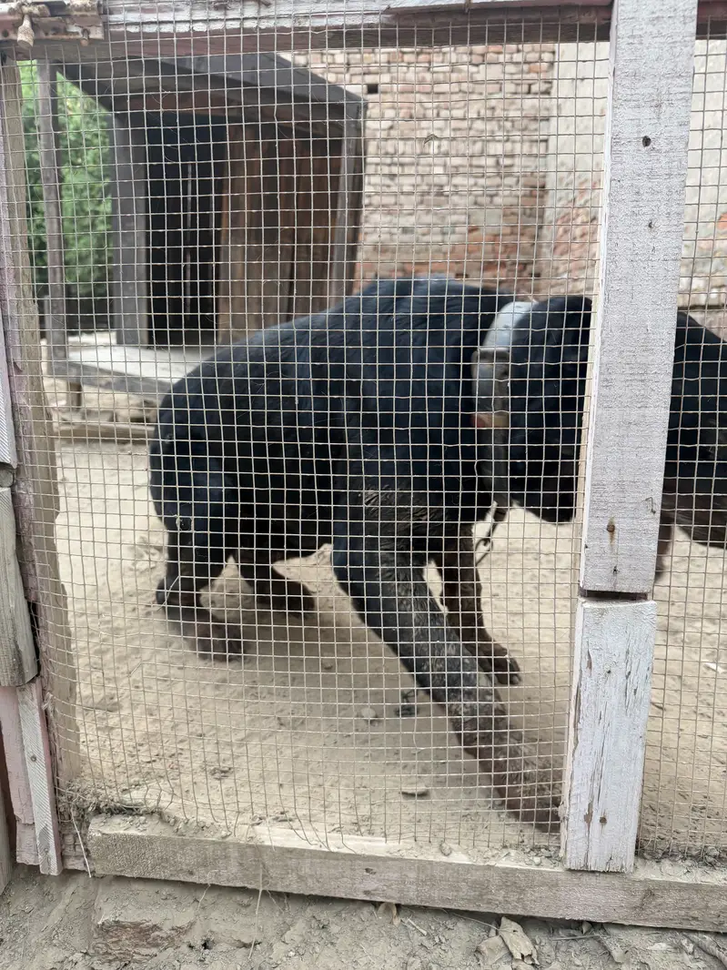  Rottweiler for Sale – Pure Pedigree  — photo 3