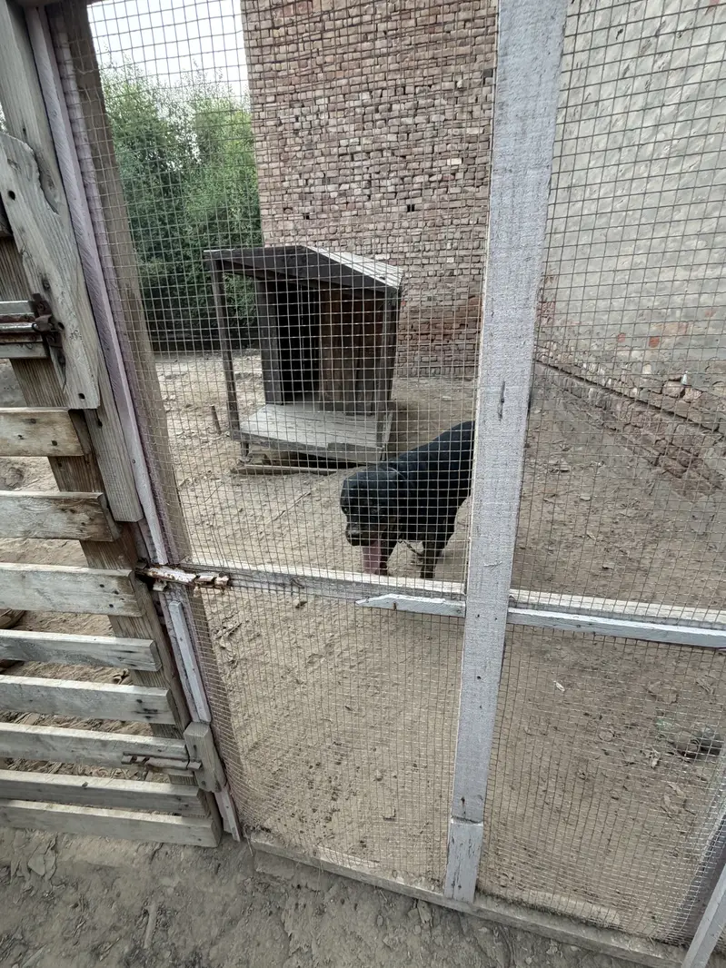  Rottweiler for Sale – Pure Pedigree  — photo 4