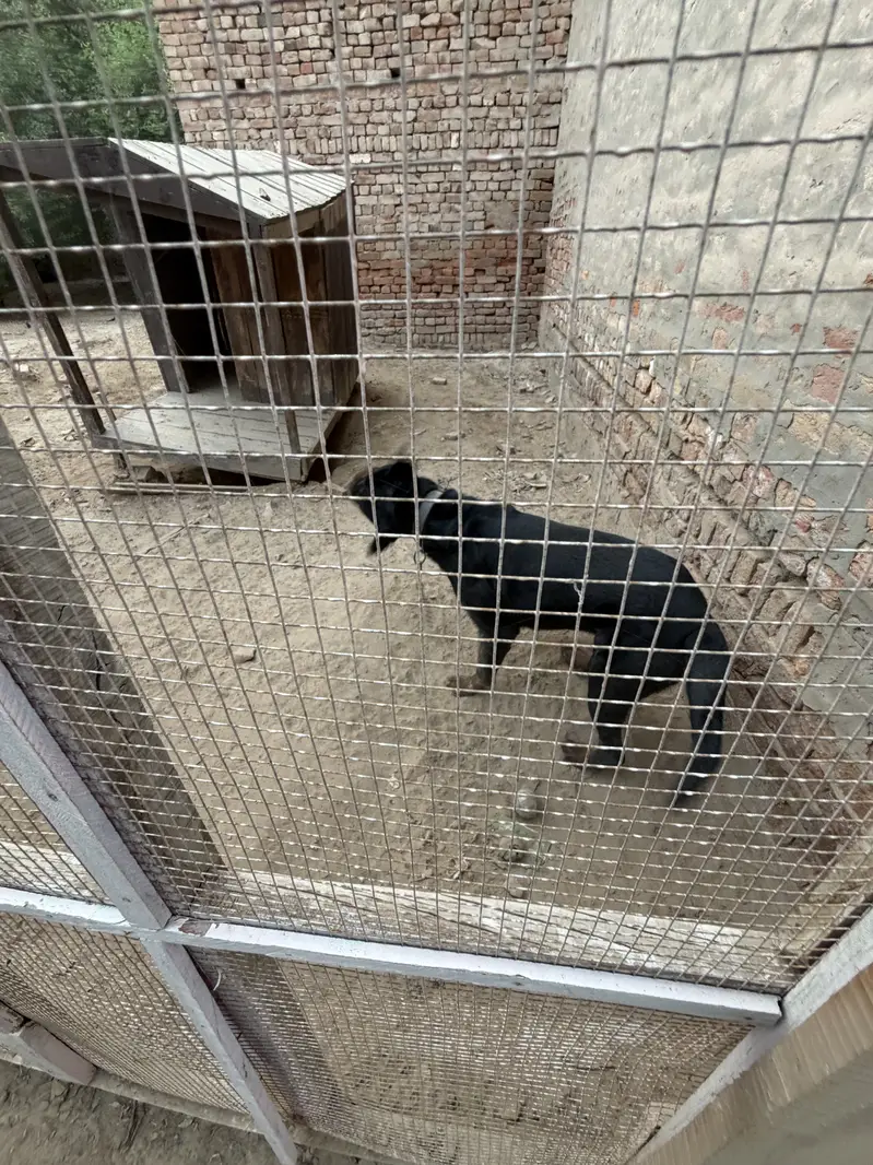  Rottweiler for Sale – Pure Pedigree  — photo 5