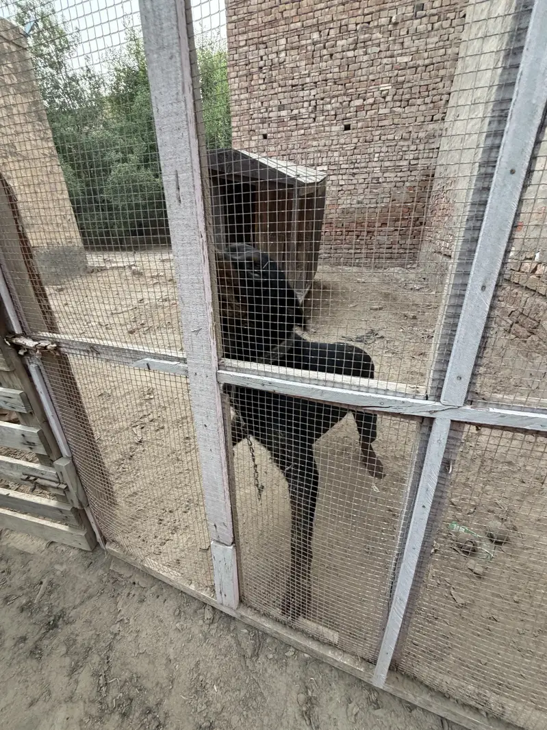  Rottweiler for Sale – Pure Pedigree  — photo 6