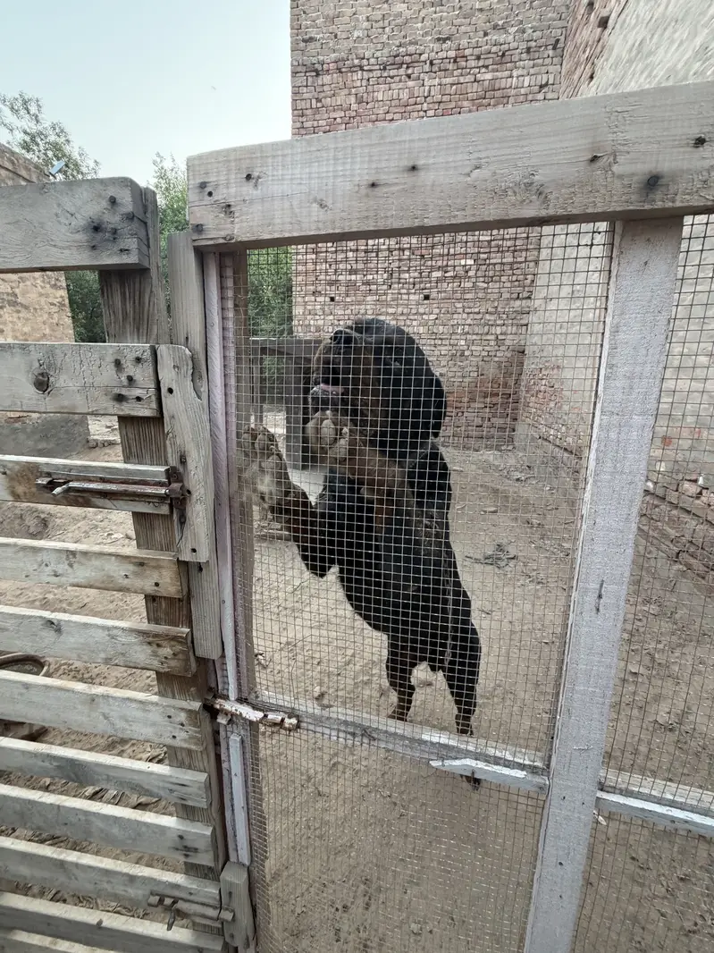  Rottweiler for Sale – Pure Pedigree  — photo 7