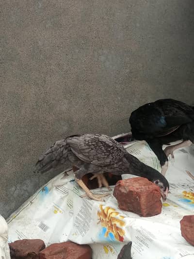 ASEEL BIRD FOR SALE