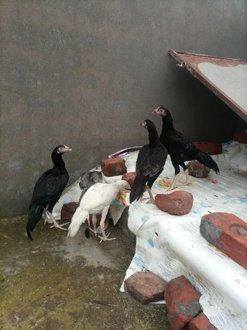 ASEEL BIRD FOR SALE — photo 2