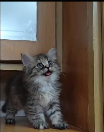 Persian kitten /punch face /triple coat /female male  cat